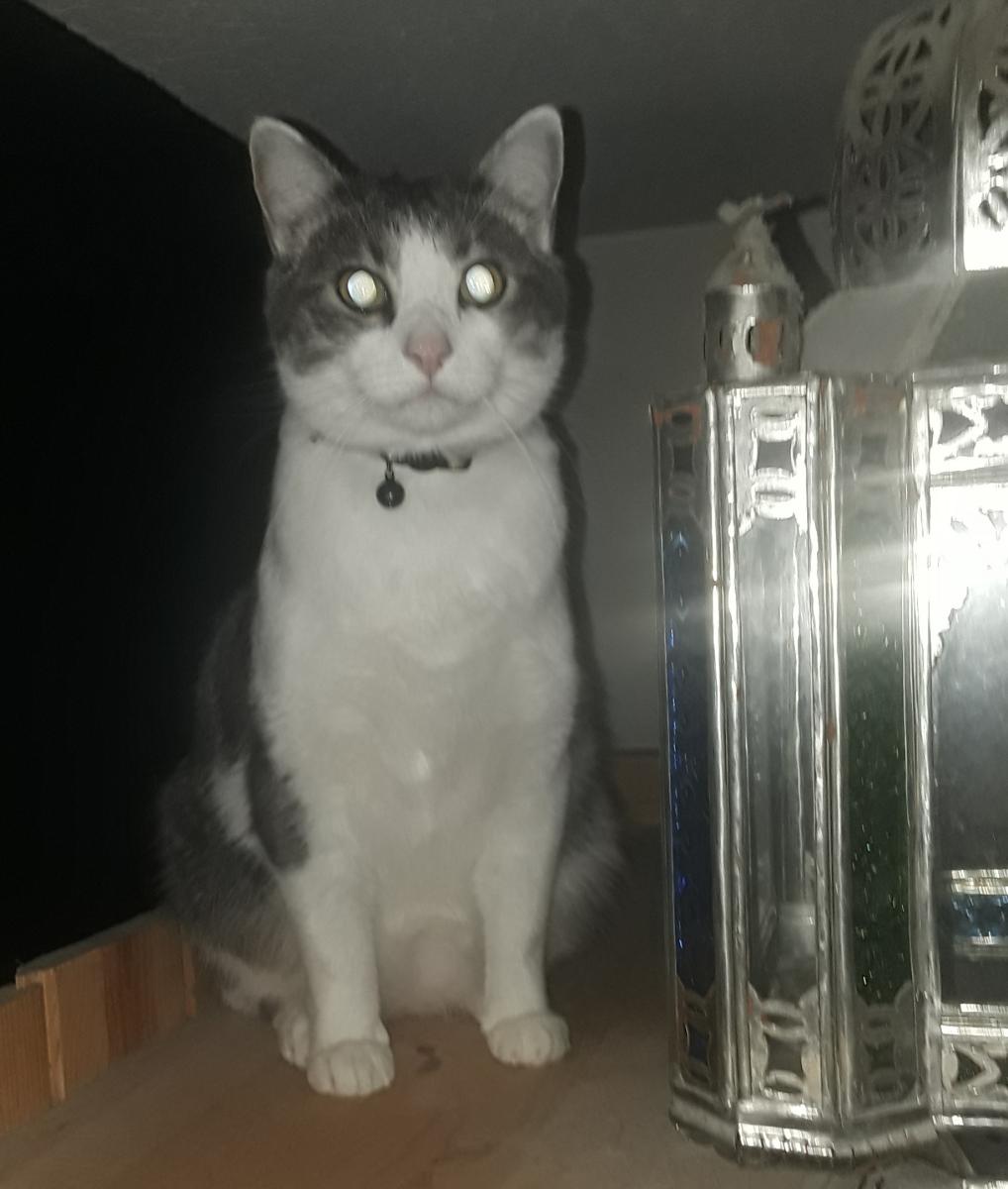 Image of Charlie, Lost Cat