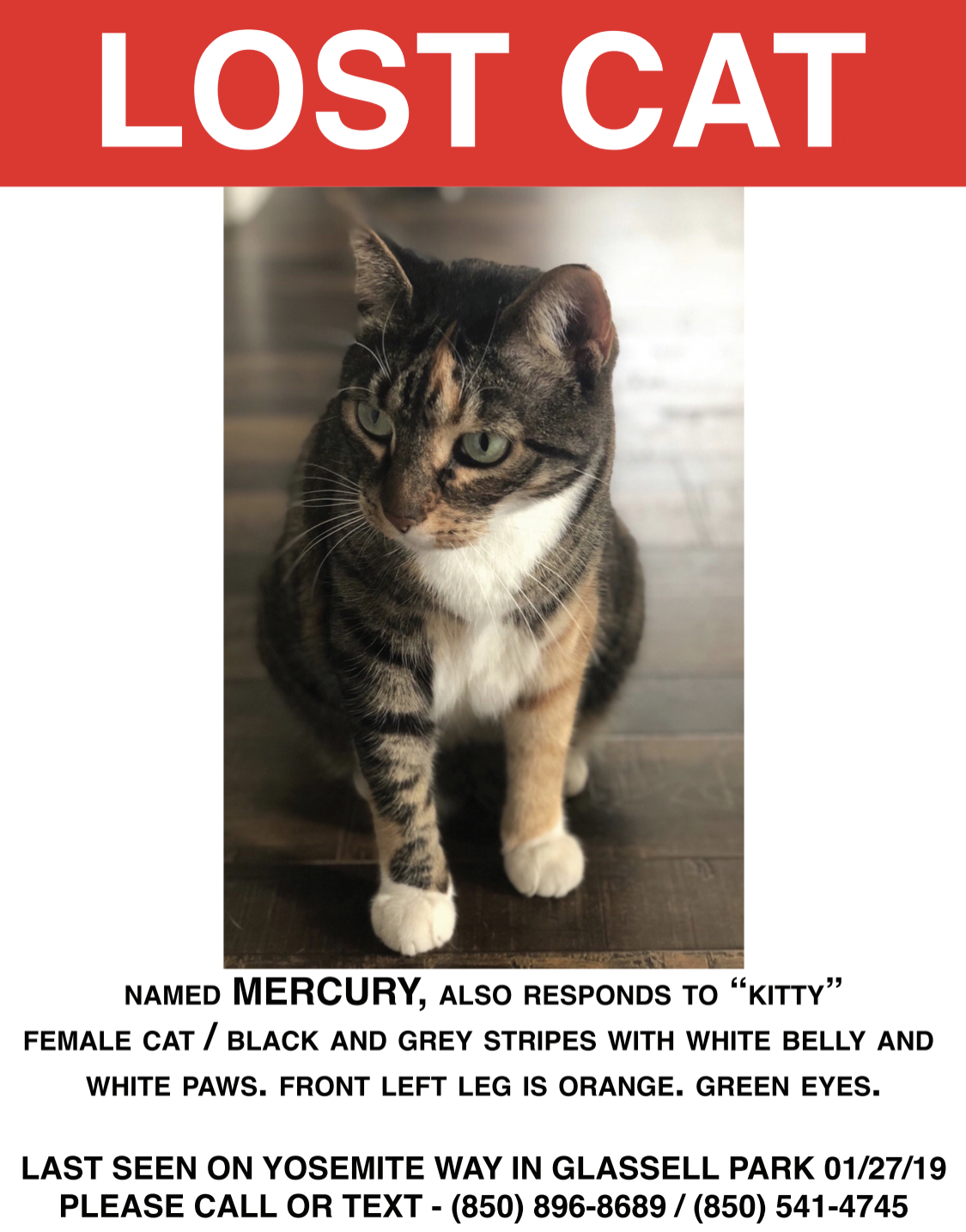 Image of Mercury, Lost Cat