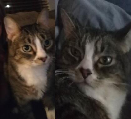 Image of Wesley, Lost Cat