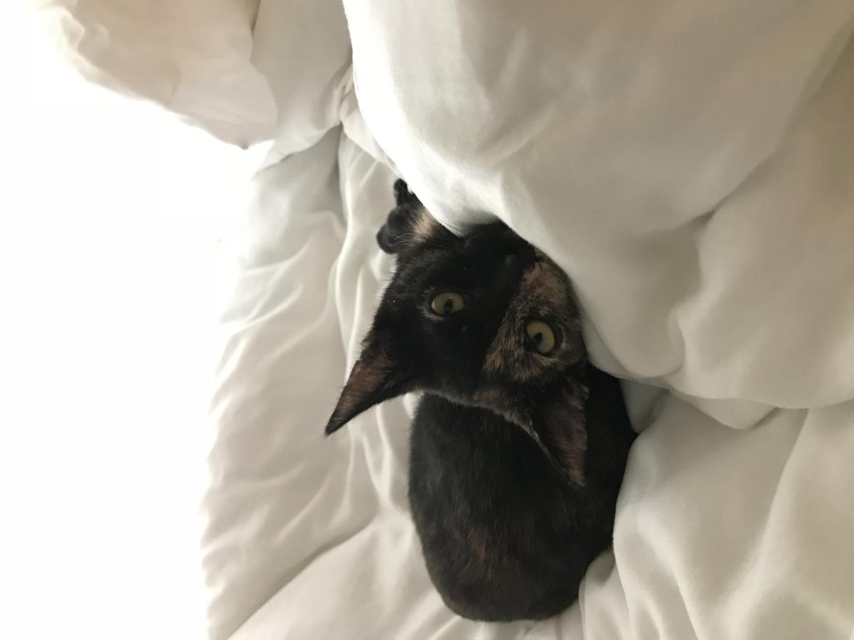 Image of Norma, Lost Cat