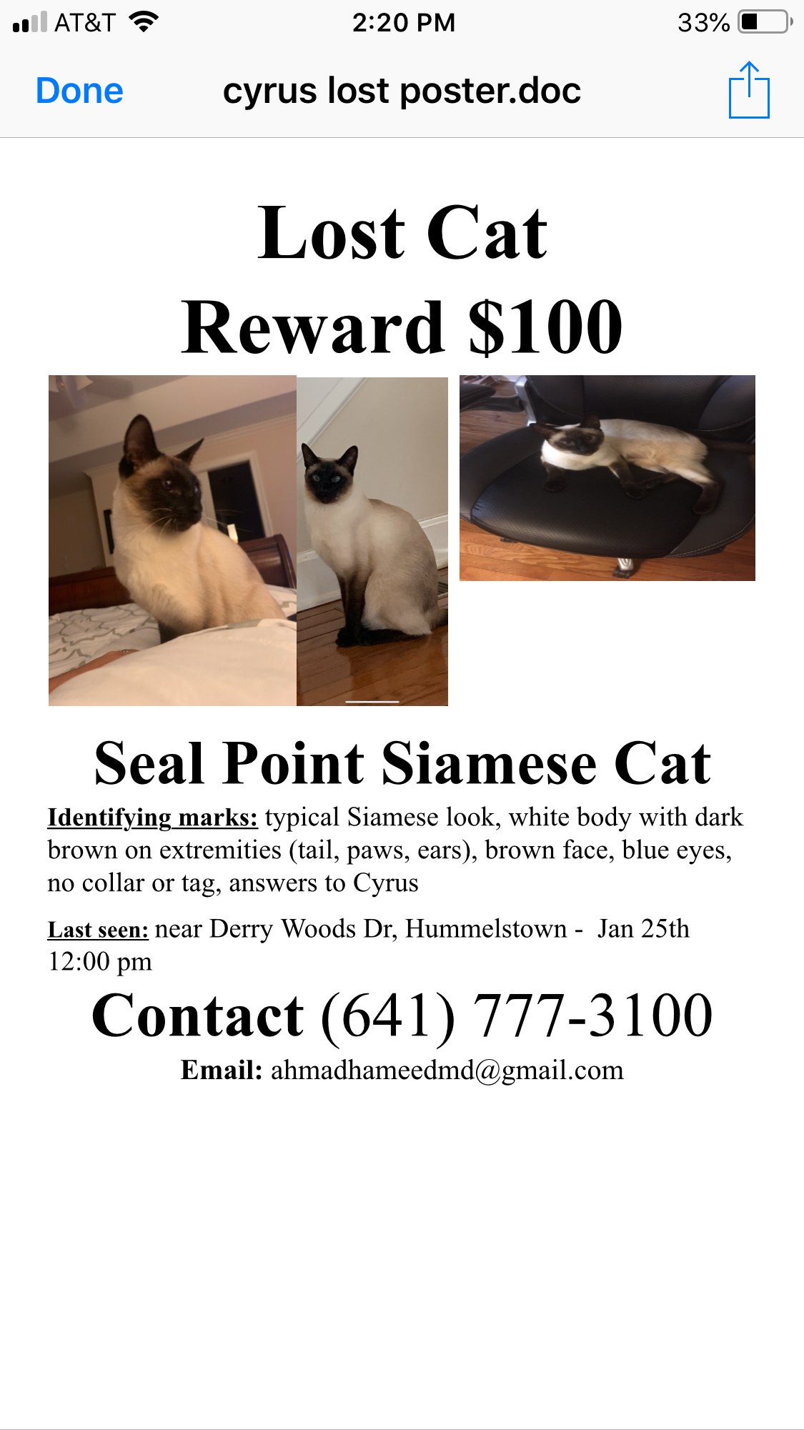 Image of Cyrus, Lost Cat