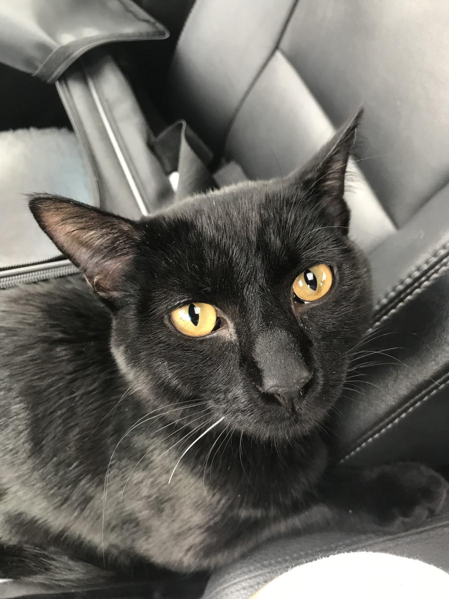 Image of Kygo, Lost Cat