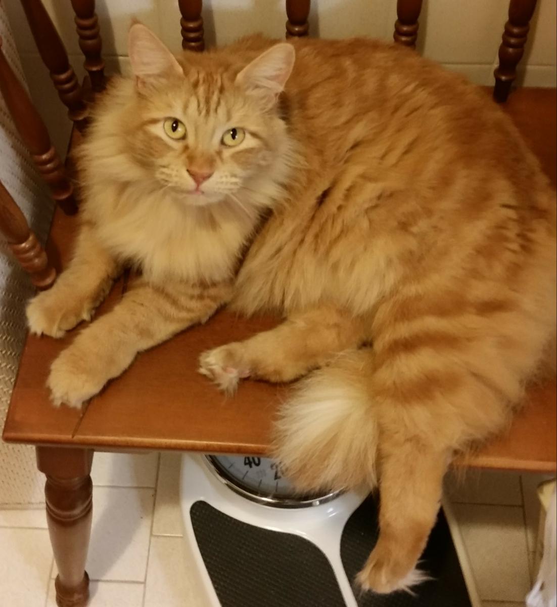 Image of Ginger, Lost Cat