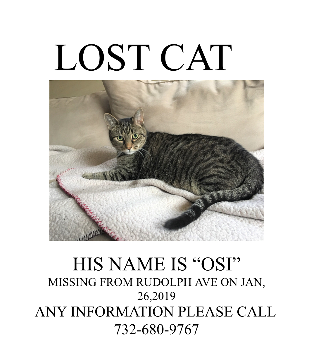 Image of Osi, Lost Cat