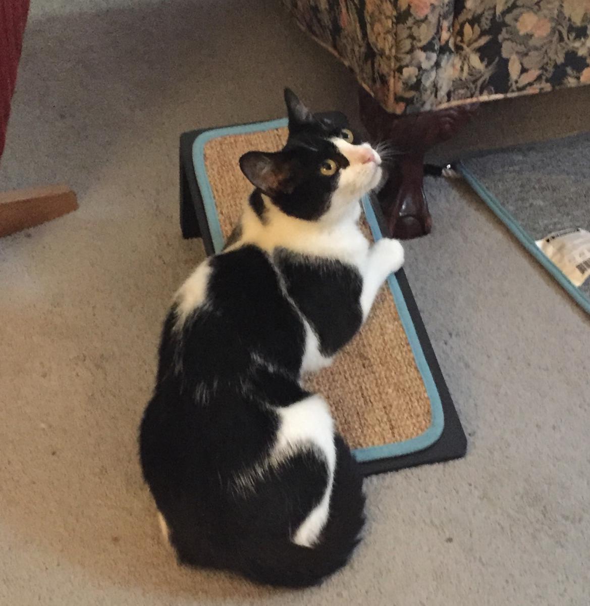 Lost Cat Other in NIAGARA FALLS, NY Lost My Kitty