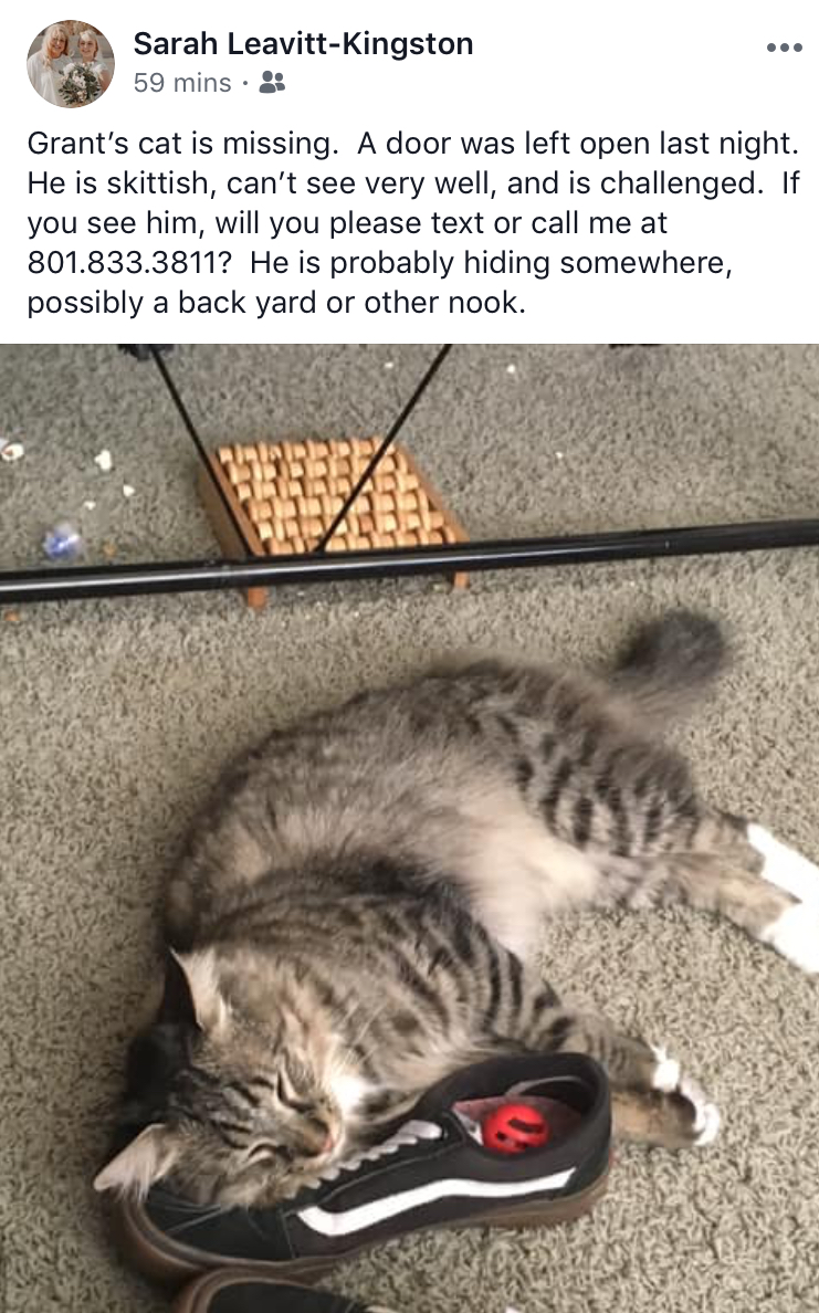 Image of Dylan/Gib, Lost Cat