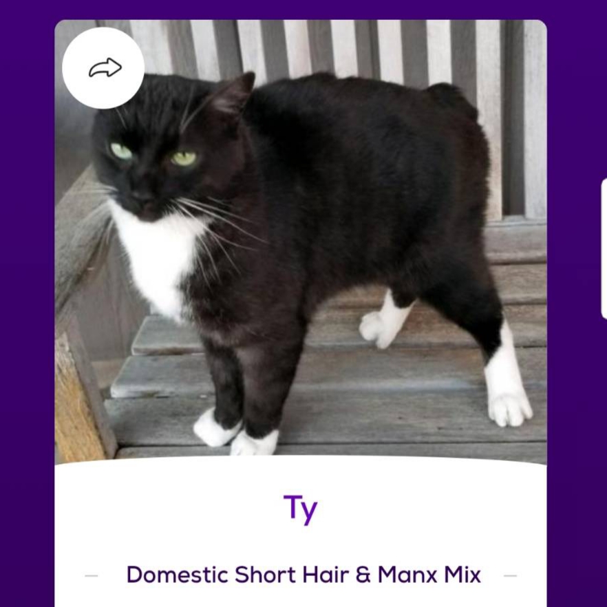 Image of Ty, Lost Cat