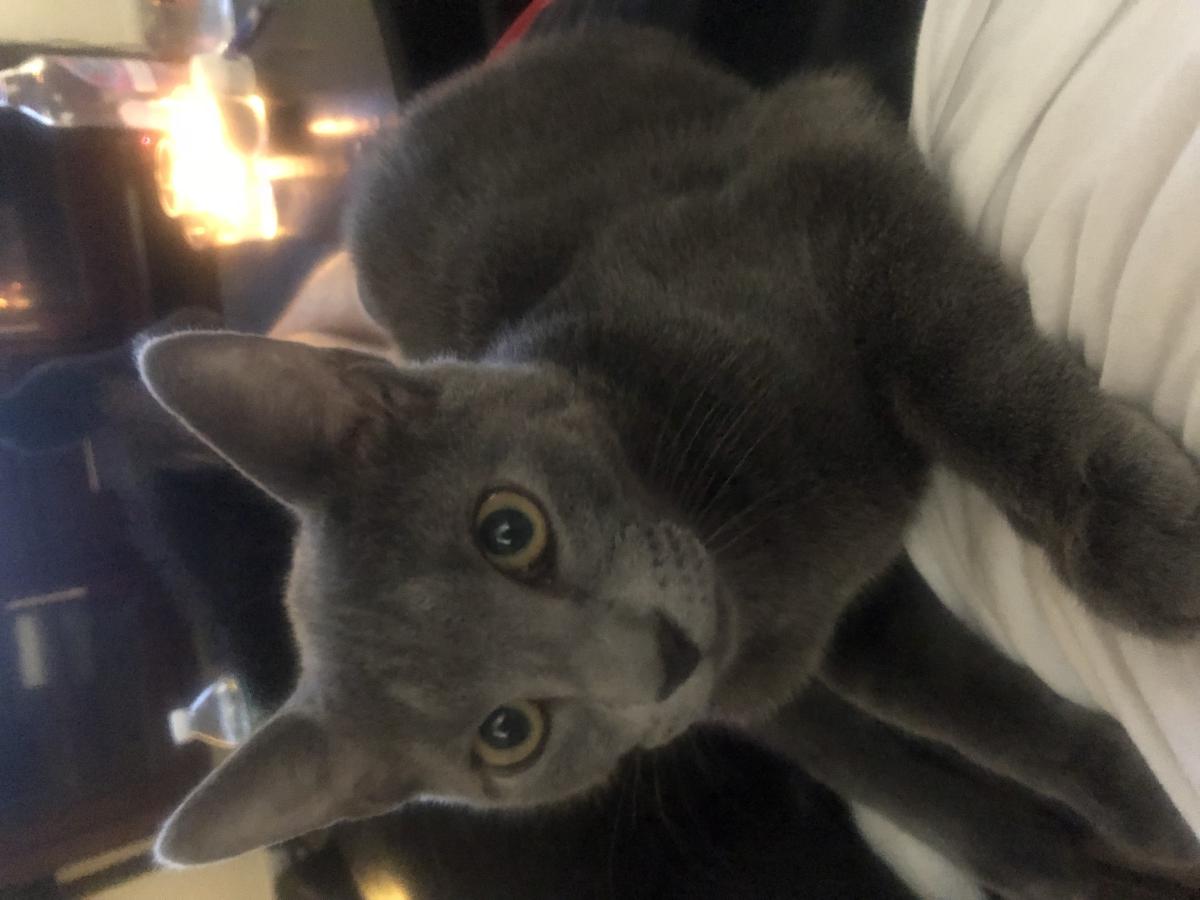 Lost Cat Domestic Short Hair in HARRISON, NY , Lost My Kitty