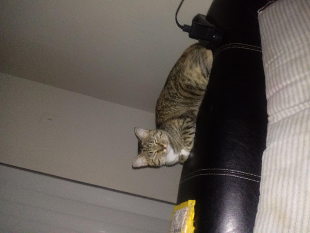 Image of Lilys, Lost Cat