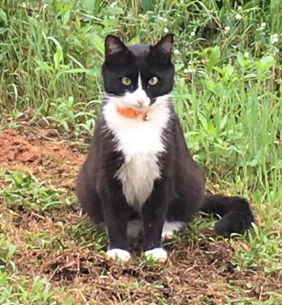 Image of Patty, Lost Cat