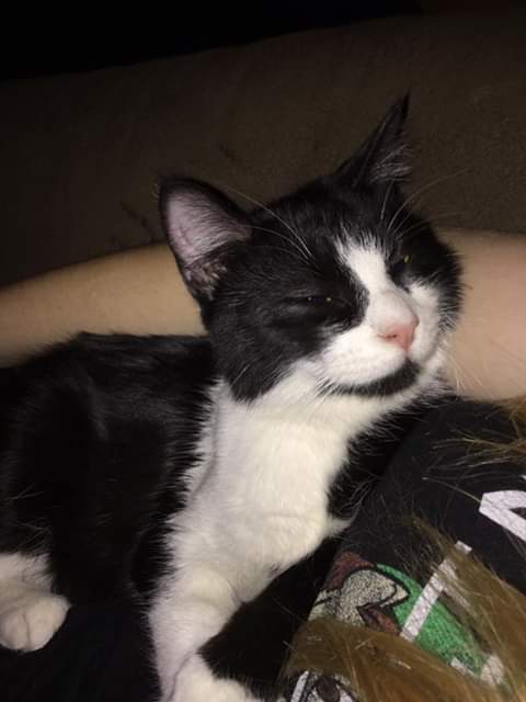 Image of Bloo, Lost Cat