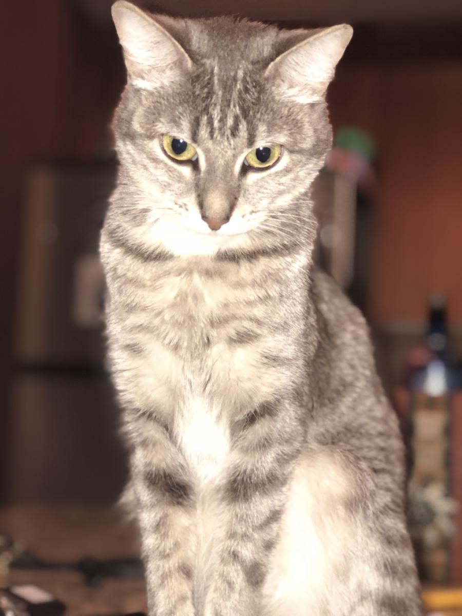 Image of Flash, Lost Cat