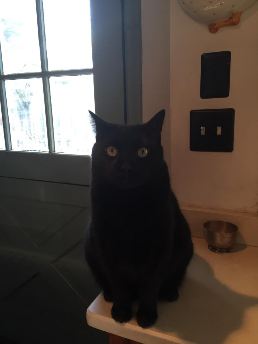 Image of Moses, Lost Cat