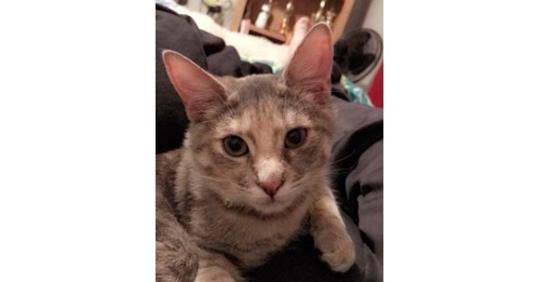 Image of Dolly (Dee), Lost Cat