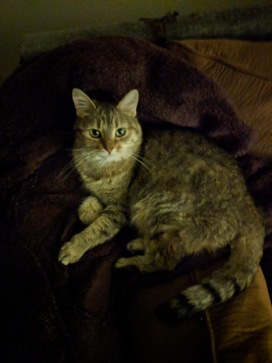 Image of Mila, Lost Cat