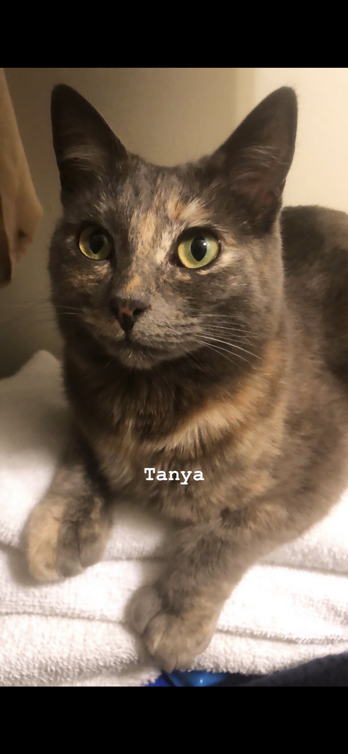 Image of Tanya Tortilla, Lost Cat