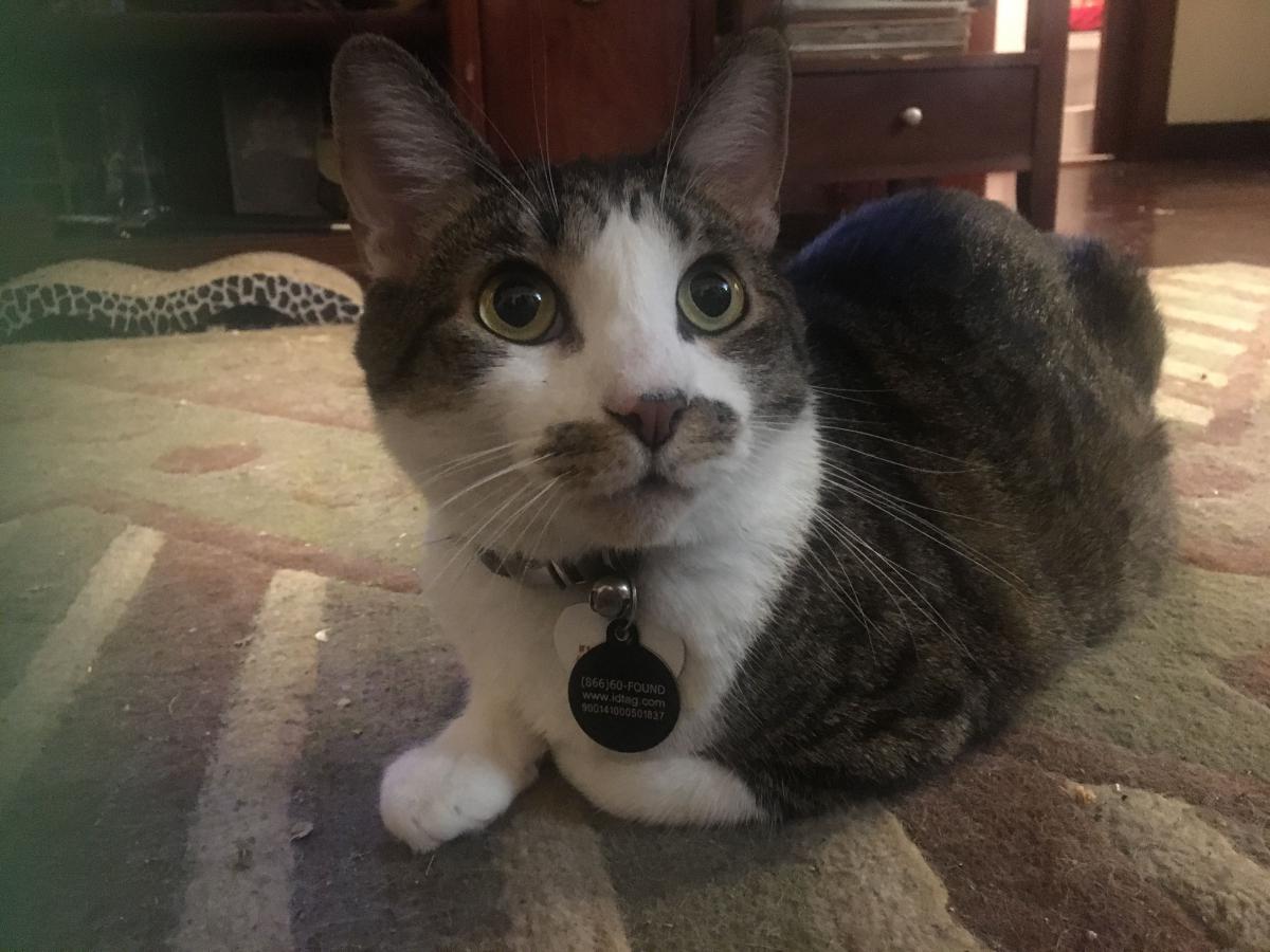 Image of AgentCooper, Lost Cat