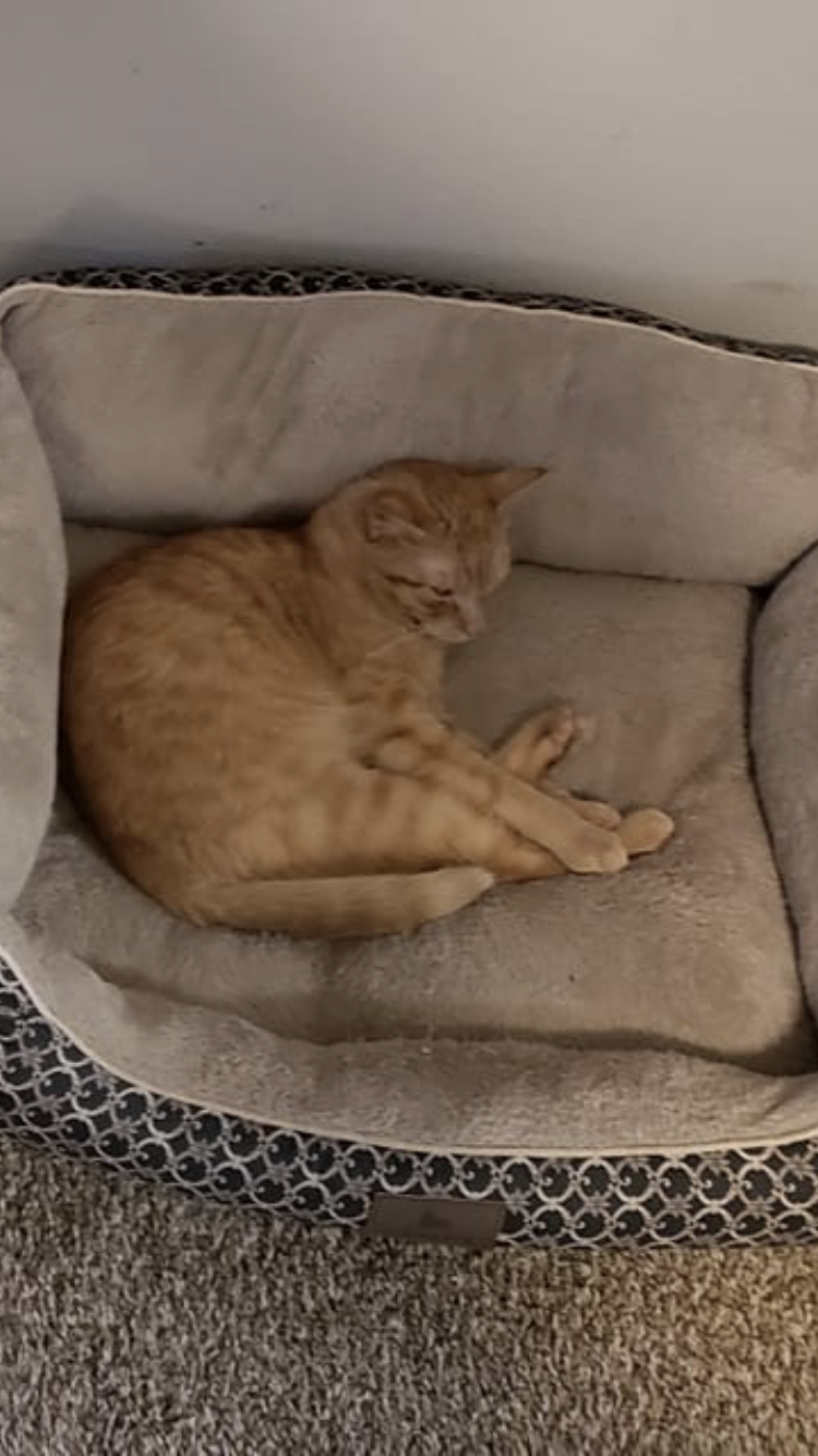 Image of Mac, Lost Cat
