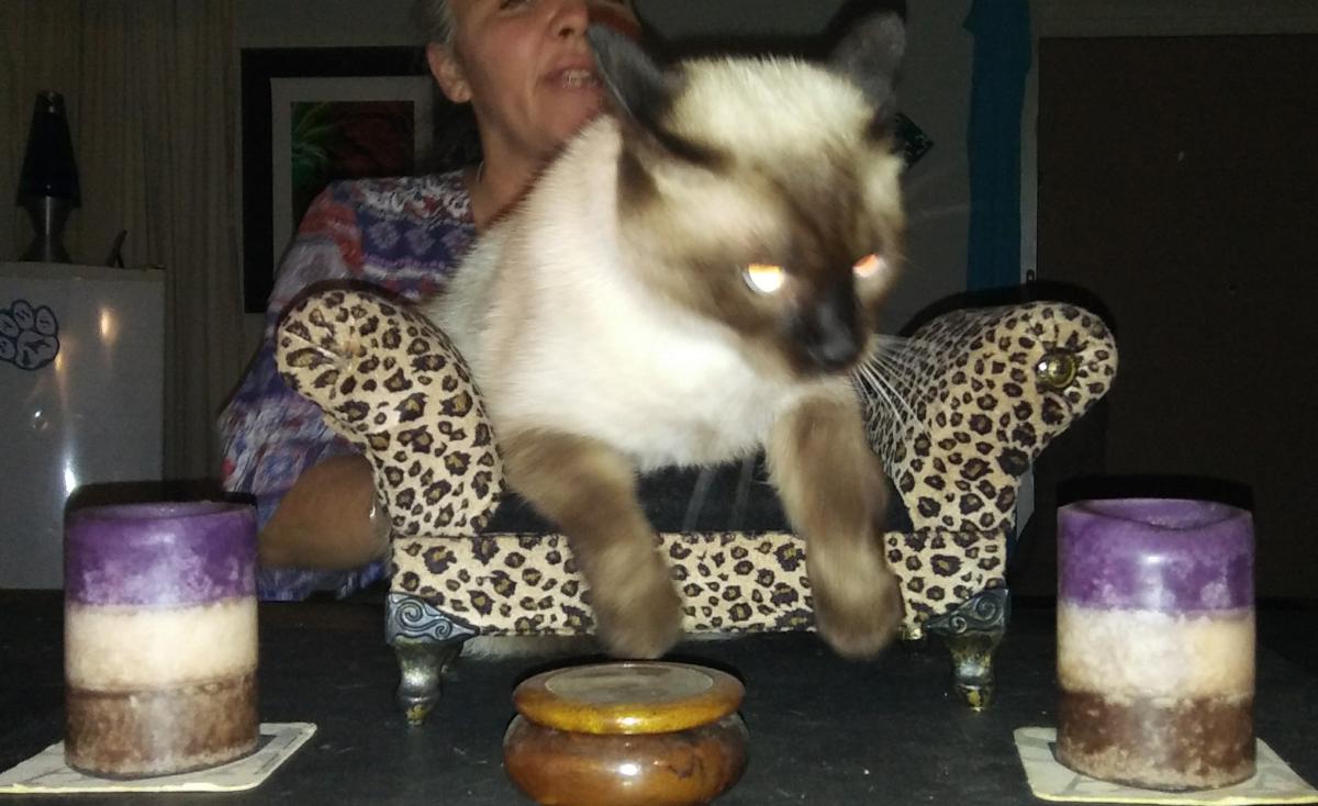 Image of Nella Bean, Lost Cat