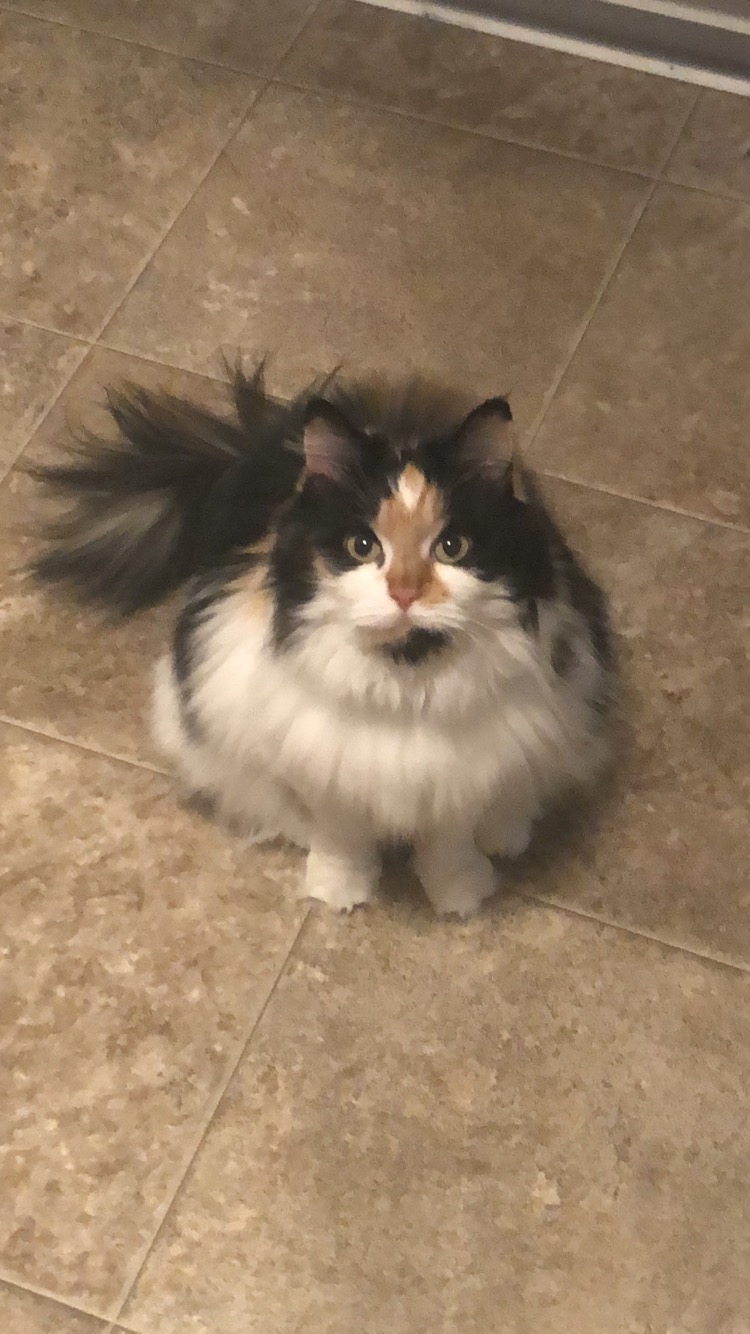 Image of Callie, Lost Cat