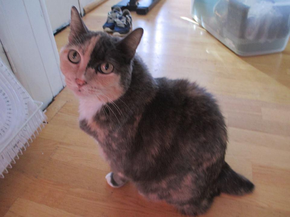 Image of XOCHI a.k.a MISSING MISSY, Lost Cat