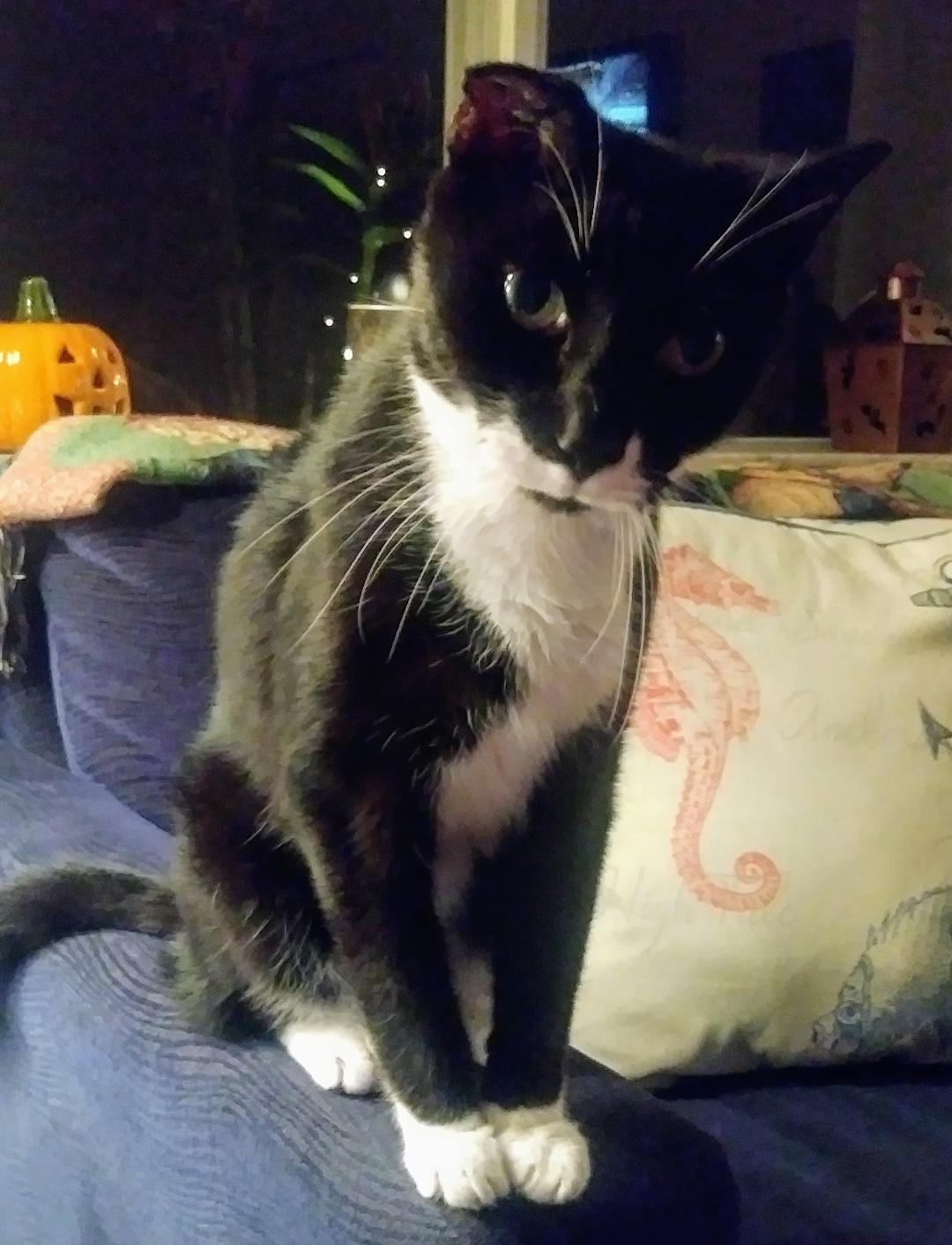 Image of Sammie, Lost Cat