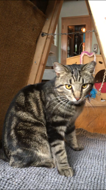 Image of Slinky, Lost Cat