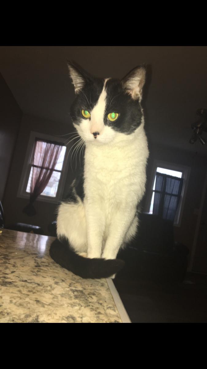 Image of Elliot, Lost Cat