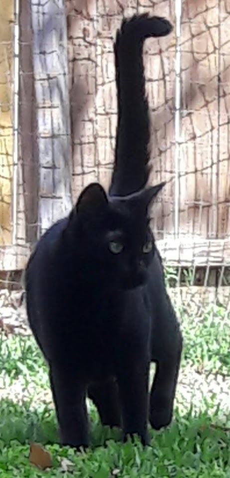 Image of Boo12214, Lost Cat