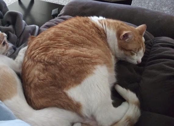 Image of Fat boy, Lost Cat
