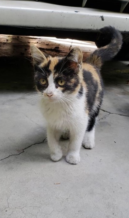 Image of Tiger Lilly, Lost Cat