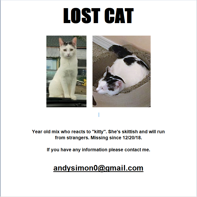 Image of Jabbers, Lost Cat