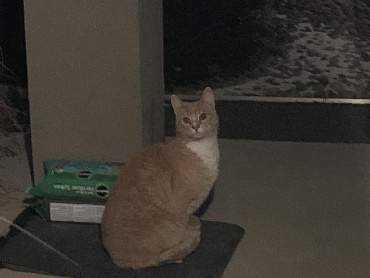 Image of Unknown-Orange Tabby, Found Cat