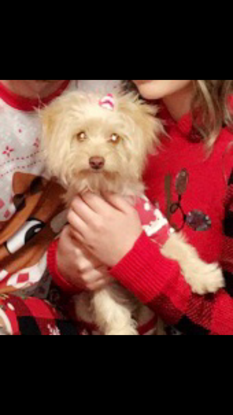 Image of Chloe, Lost Dog