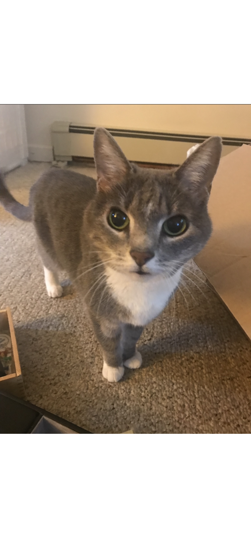 Image of Sonyia, Lost Cat