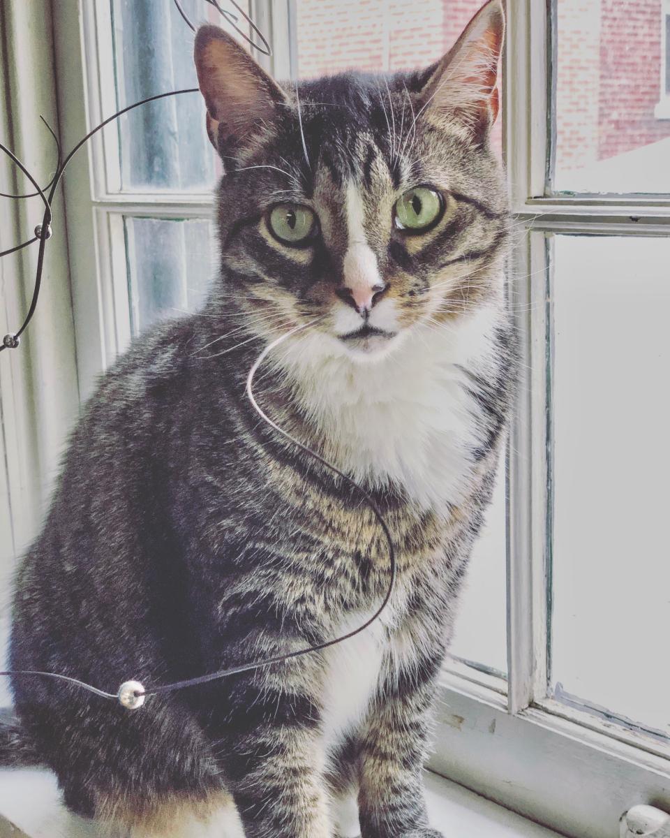 Image of Angelo, Lost Cat