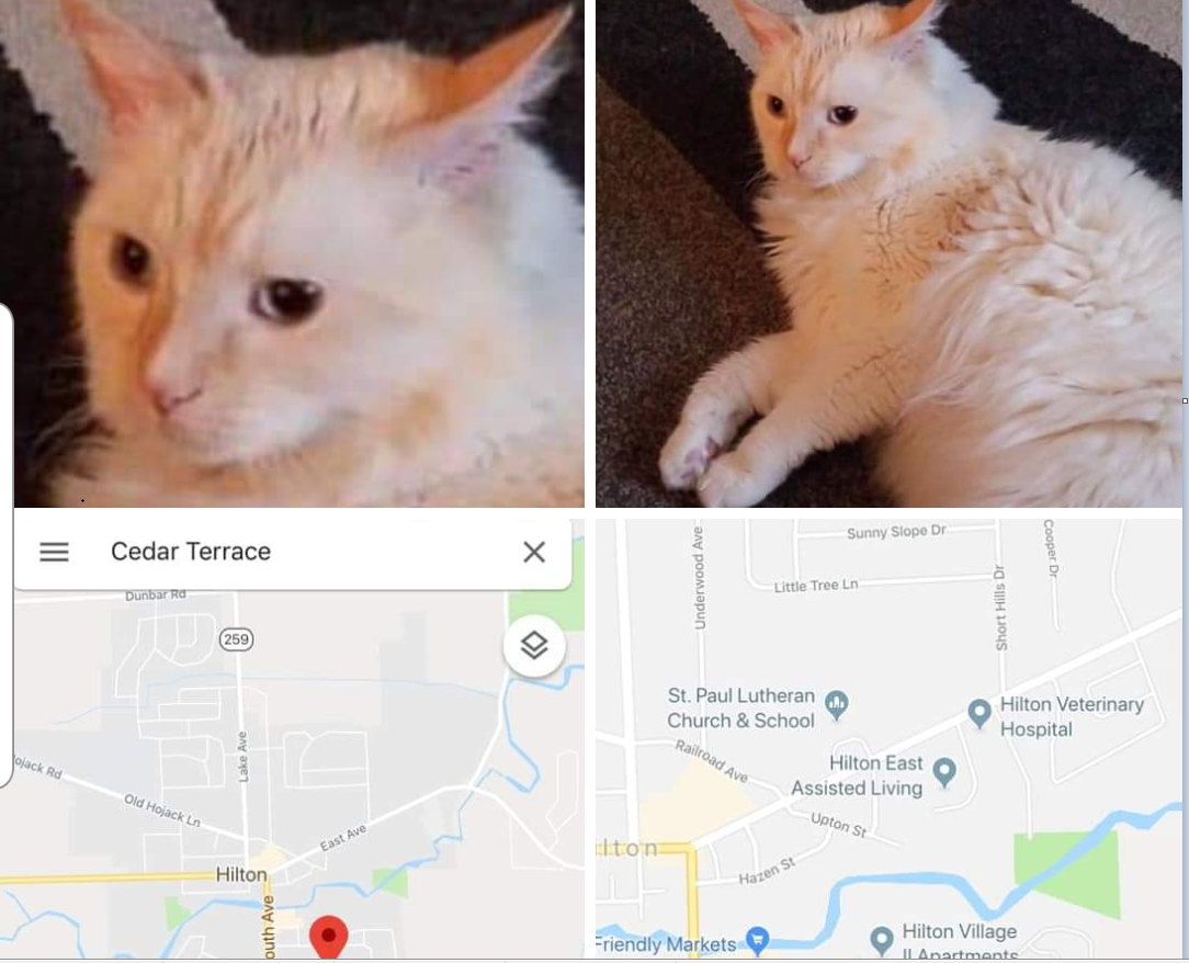 Image of Marshmellow, Lost Cat
