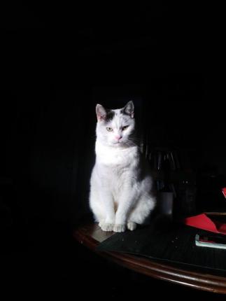 Image of Mooks, Lost Cat