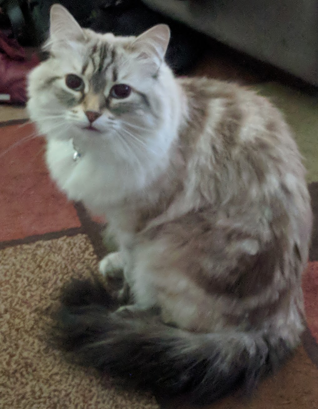 Image of Shylo, Lost Cat