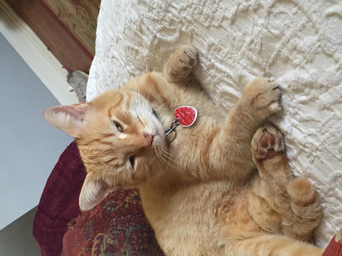 Lost Cat Unknown in LUBBOCK, TX - Lost My Kitty