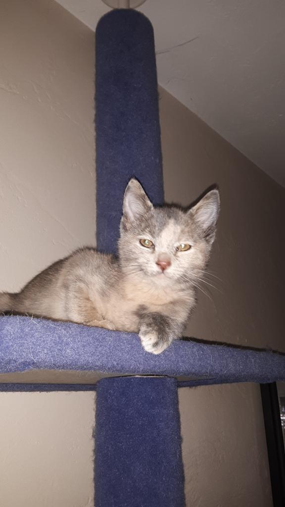 Image of Dusty Rose, Lost Cat
