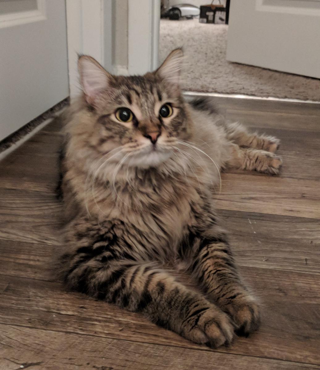 Image of Tuukka, Lost Cat