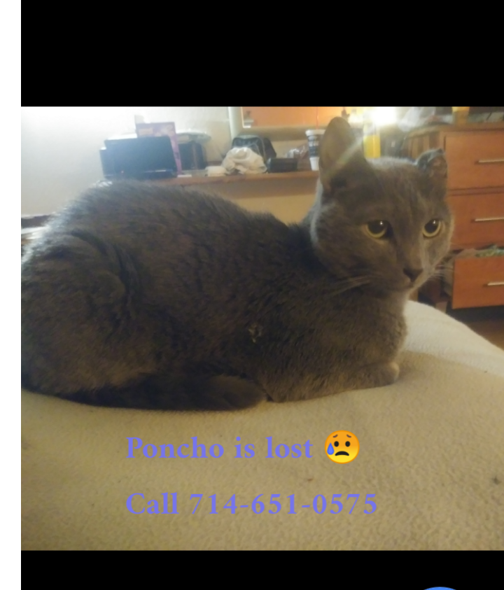 Image of Poncho, Lost Cat