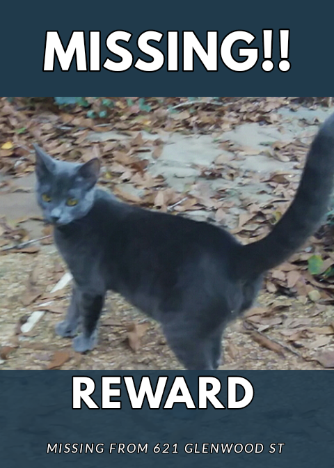 Image of Minaj, Lost Cat
