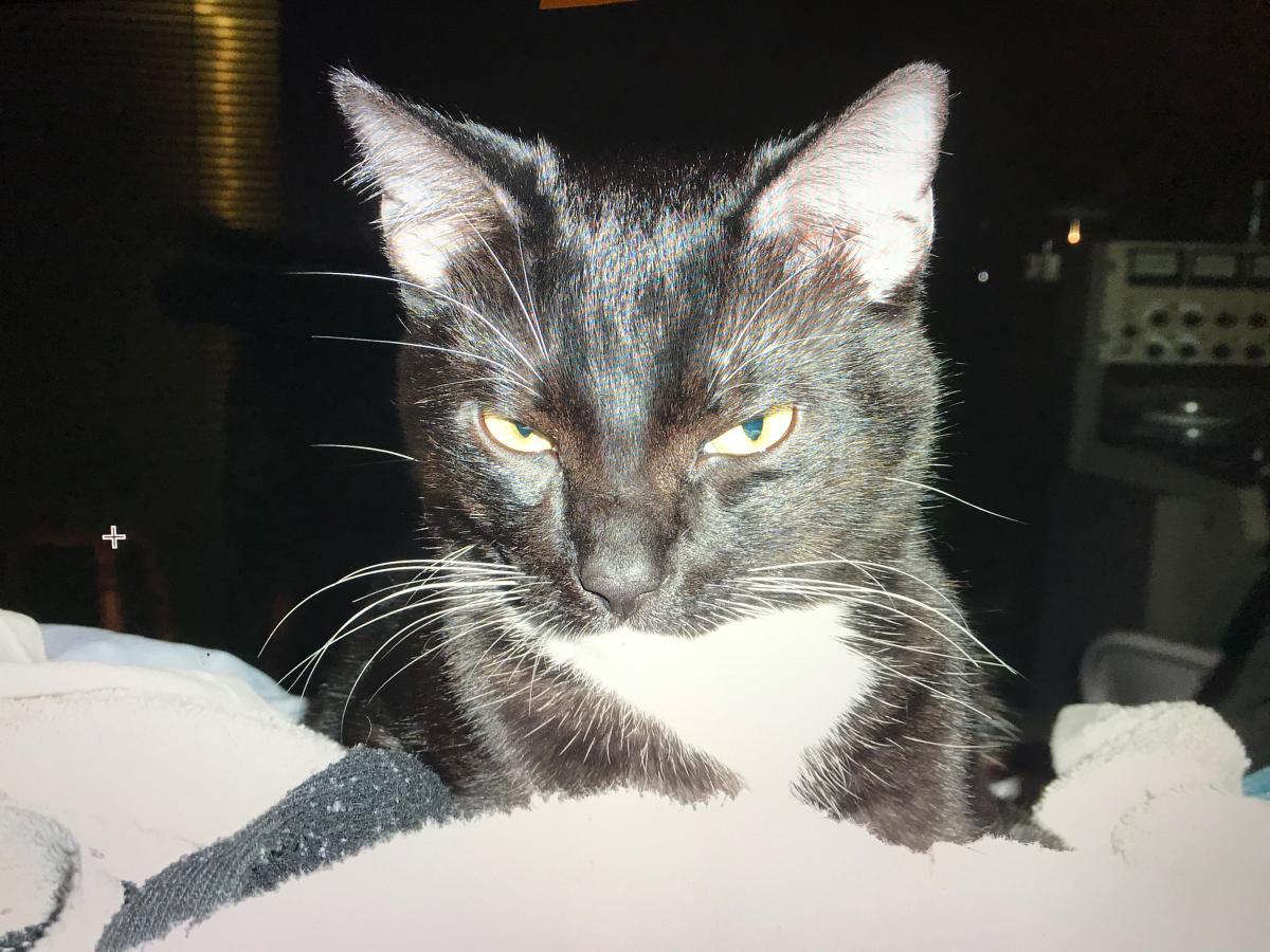 Image of Boomer, Lost Cat