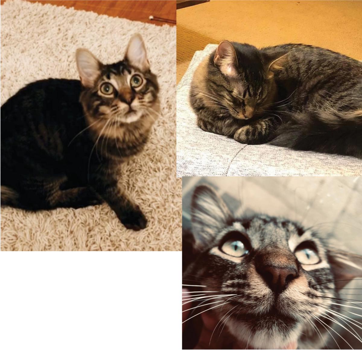 Image of Bucky, Lost Cat