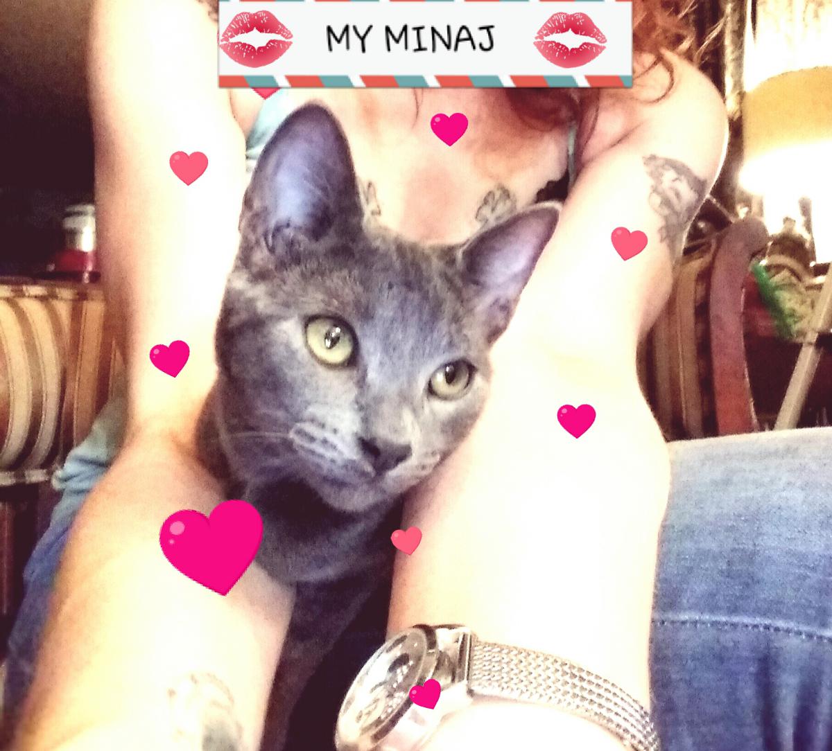 Image of Minaj, Lost Cat