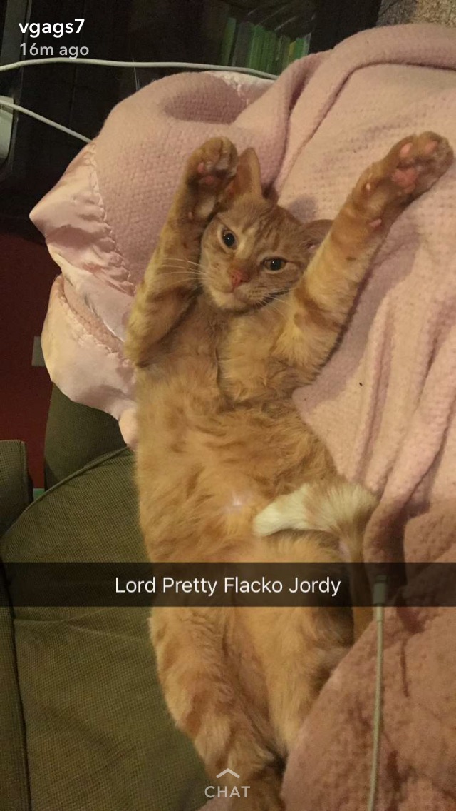 Image of Jordy, Lost Cat