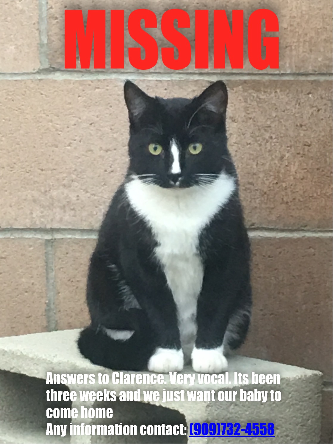 Image of Clarence, Lost Cat