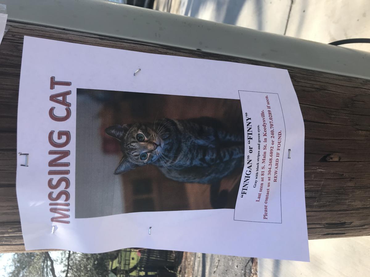 Image of Finnigan, Lost Cat